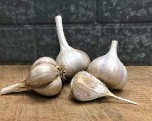 Majestic Garlic