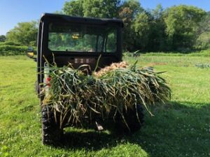 sisters 3 garlic harvest