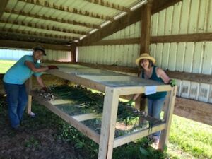 sisters 3 garlic harvest table